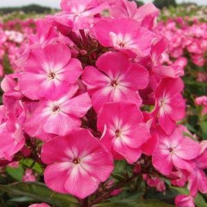Phlox paniculata Top Shelf Watermelon Punch - Bloom