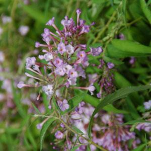 Flutterby Flow® Mauve Pink Buddleia - Bloom