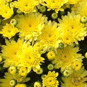Moonglow Yellow Garden Mum