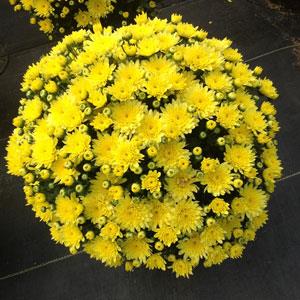 Moonglow Yellow Garden Mum
