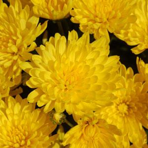 Goldmine Yellow Garden Mum