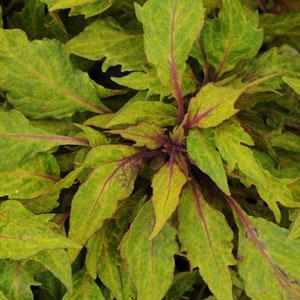 Marquee™ Blonde Bombshell Coleus - Bloom