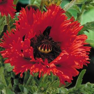 Papaver orientale Turkenlouis - Bloom