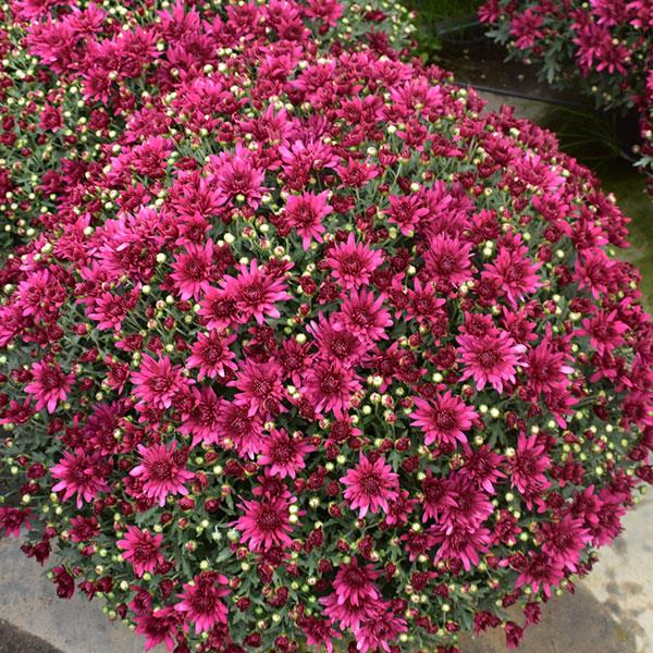 Poppin Purple Garden Mum