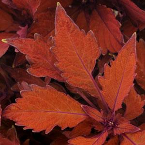Marquee™ Box Office Bronze Coleus - Bloom