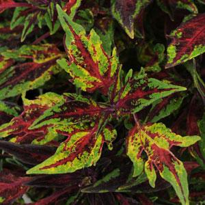 Marquee™ Red Carpet Coleus - Bloom