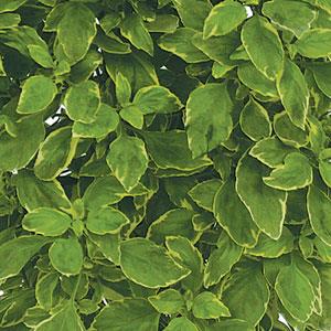 Pesto Perpetuo Basil - Bloom