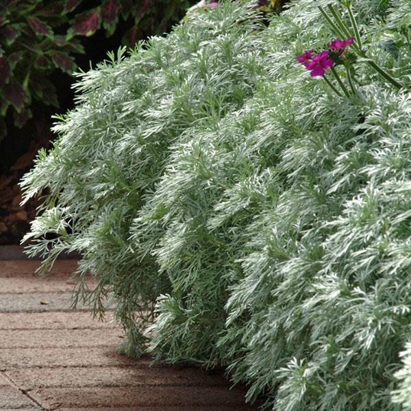 Artemisia schmidtiana Silver Mound - Landscape