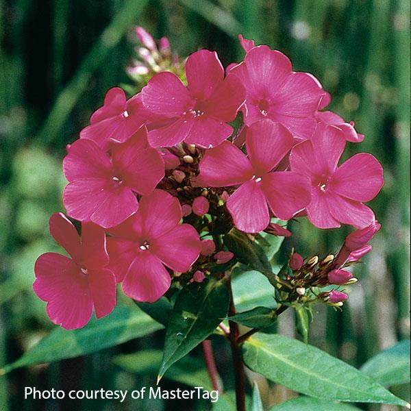 Phlox paniculata Starfire - Bloom
