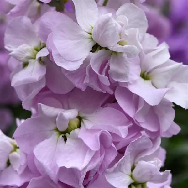 Figaro Light Rose Matthiola - Bloom