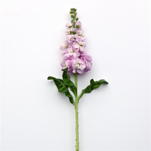 Figaro Light Rose Matthiola - Single Stem, White Background