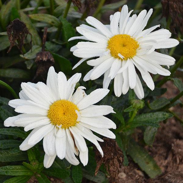 Leucanthemum x superbum Spoonful of Sugar - Bloom