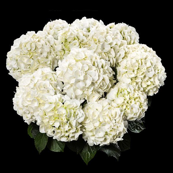 Twenty One Hydrangea macrophylla