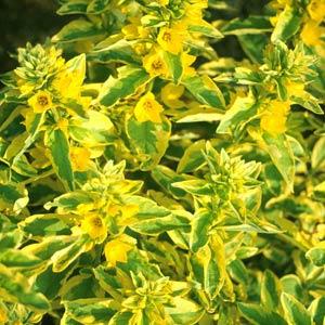 Lysimachia punctata Golden Alexander - Bloom