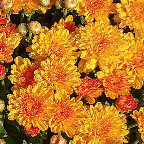 Hot Sugar Gold Bronze Garden Mum