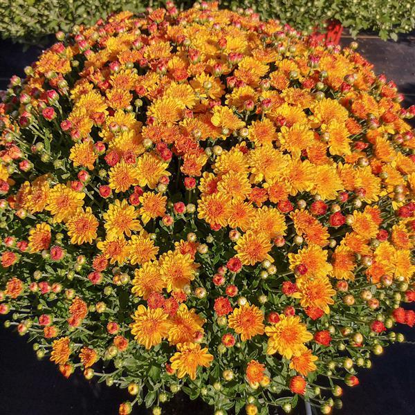 Hot Sugar Gold Bronze Garden Mum