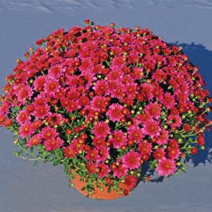 Pink Frenzy Garden Mum