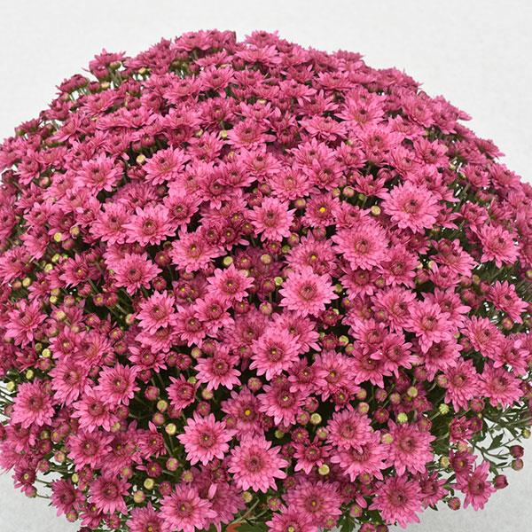 Temptation Pink Garden Mum