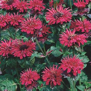 Monarda Fireball - Bloom