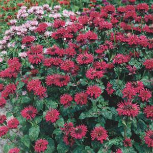 Monarda Fireball - Garden