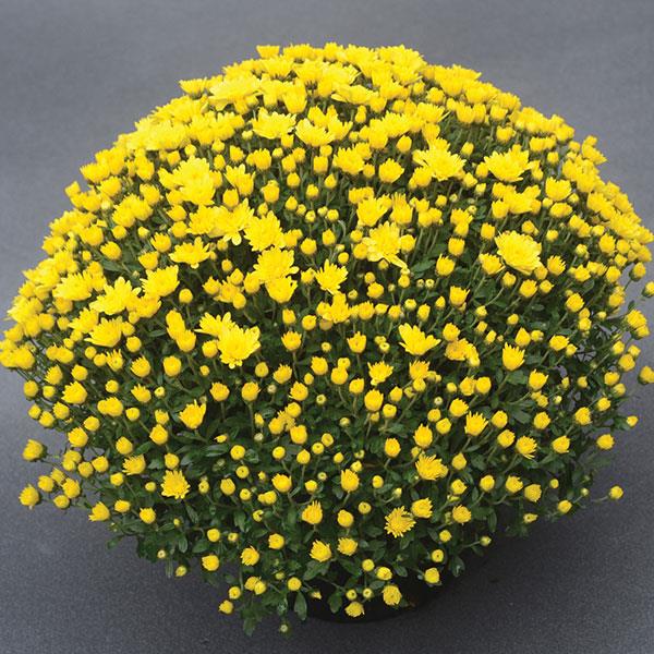 Sunny Day Yellow Garden Mum