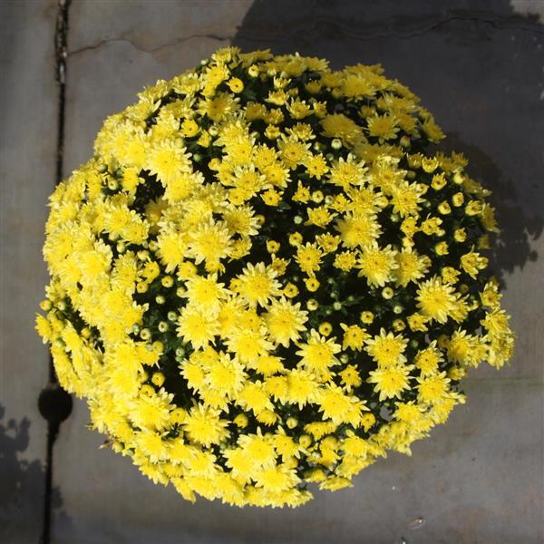 Alpine Yellow Garden Mum