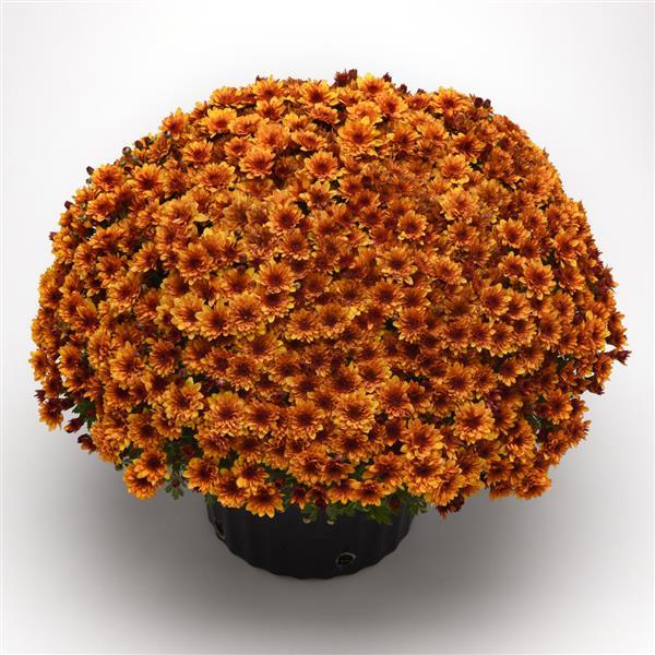 Fire Halo Orange Garden Mum