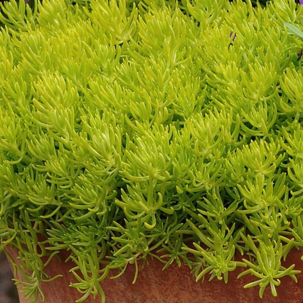 Sedum Lemon Ball - Bloom