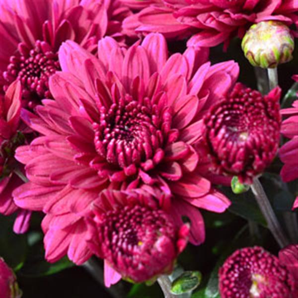 Plumberry Purple Garden Mum