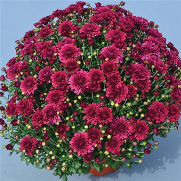 Plumberry Purple Garden Mum