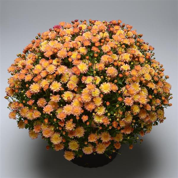 Flamingo Pineapple Pink Garden Mum