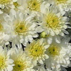 Moonglow White Garden Mum