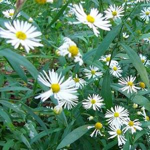 knstlicher olivenbaum Knstlicher Olivenbaum 180 cm  Tannendiele BlumenGut Dsseldorf