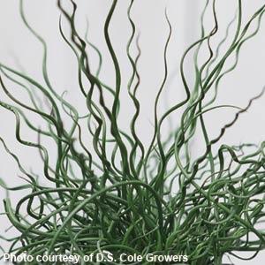 Grass Juncus effusus Unicorn - Bloom