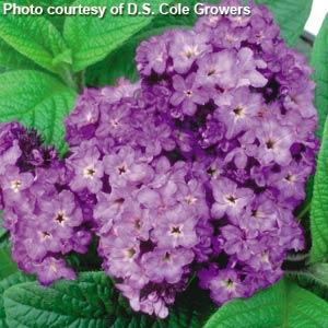 Heliotrope Fragrant Delight - Bloom