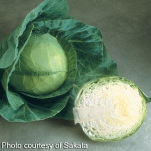 Pacifica Cabbage - Bloom