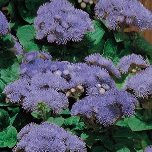 Hawaii Blue Ageratum - Bloom