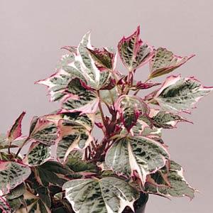 Tricolor Ipomoea - Bloom