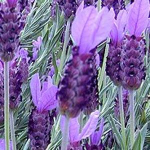Lavandula stoechas  - Bloom
