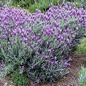 Lavandula stoechas  - Garden
