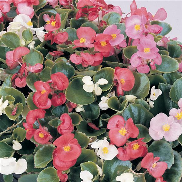 Prelude Mix Begonia - Bloom