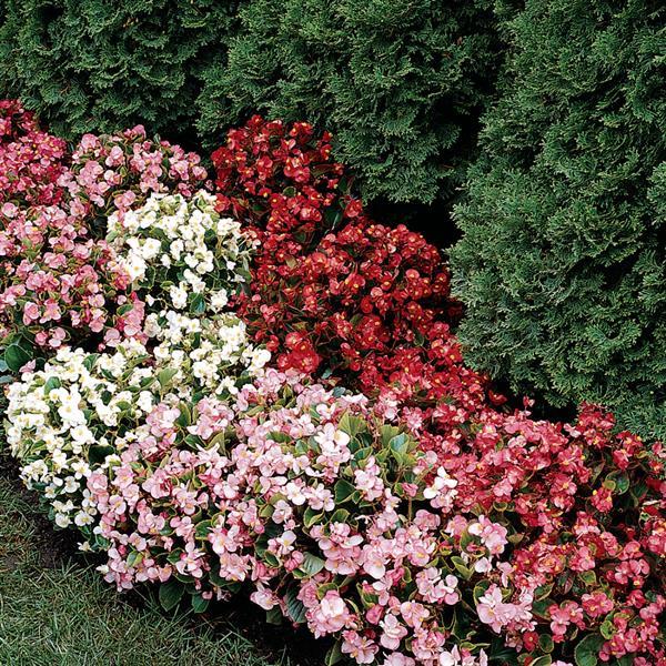 Prelude Mix Begonia - Landscape
