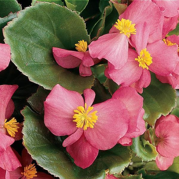 Prelude Rose Begonia - Bloom
