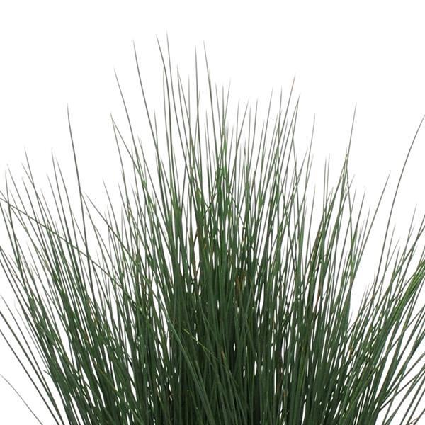 Blue Dart ColorGrass® Juncus - Bloom