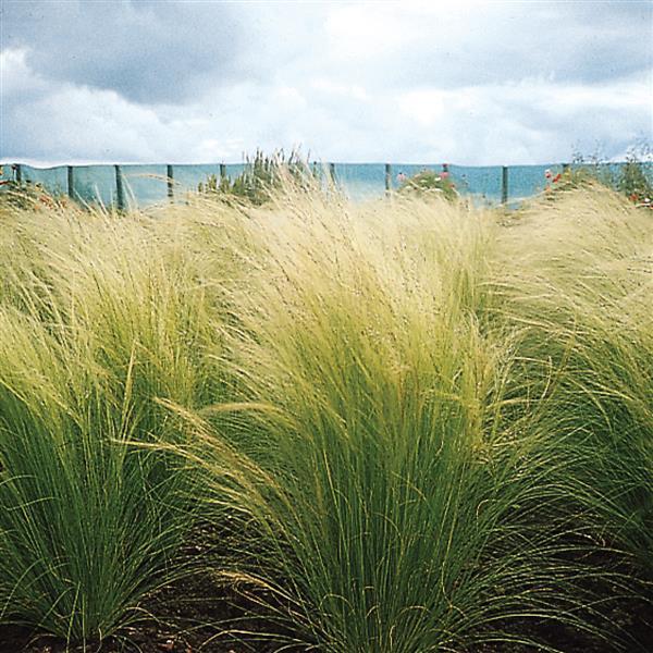 Pony Tails ColorGrass® Stipa - Commercial Landscape 1