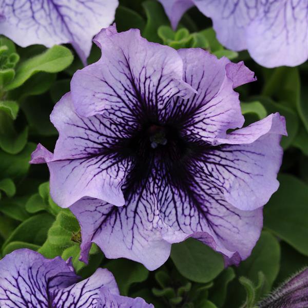 Daddy® Blue Petunia - Bloom