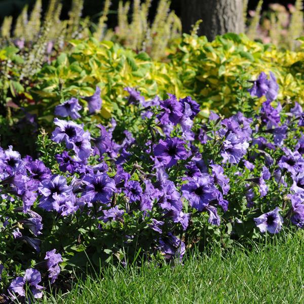 Daddy® Blue Petunia - Landscape