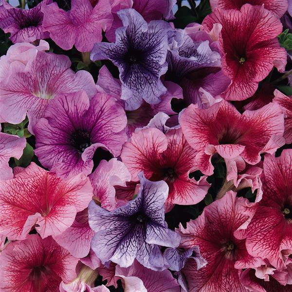 Daddy® Mixture Petunia - Bloom