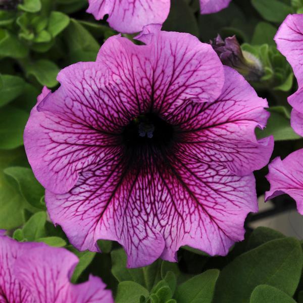Daddy® Sugar Petunia - Bloom