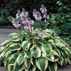 Hosta Wide Brim